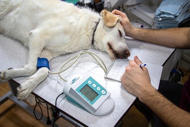 ¿Qué es la cualificación AGA-488-3 en el ámbito veterinario?